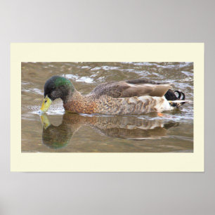 Pôster de Foto de Reflexo do Pato-real