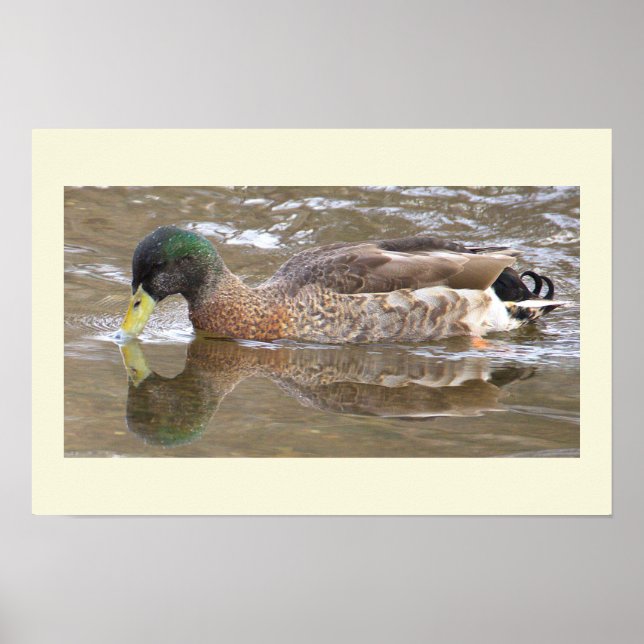 Pôster de Foto de Reflexo do Pato-real (Frente)