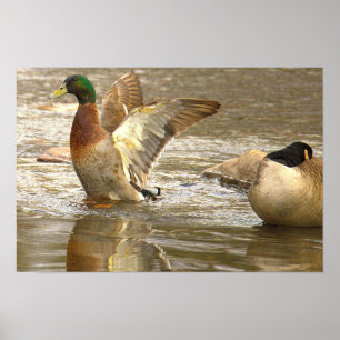 Pôster de Foto de Reflexo do Pato-real
