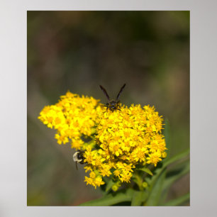 Pôster de Foto de Solidago