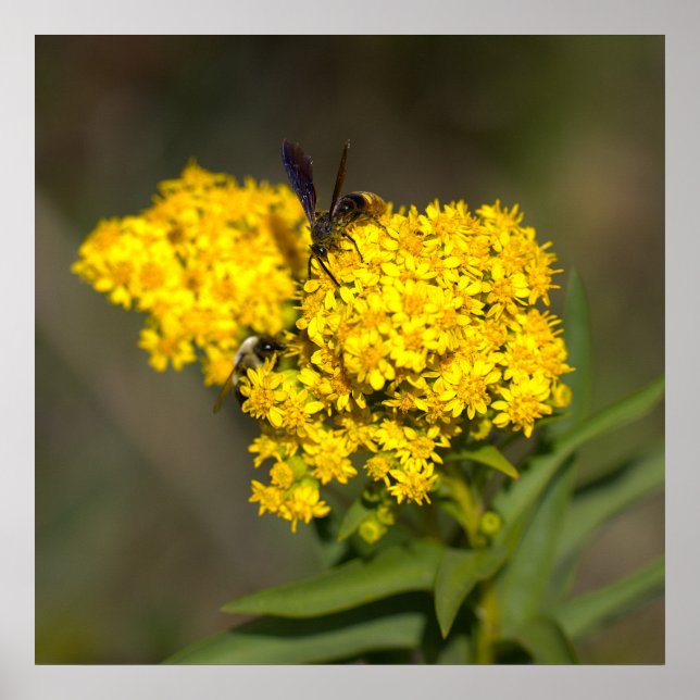 Pôster de Foto de Solidago (Frente)