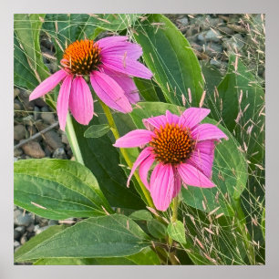 Poster de Foto do Coneflower Roxo