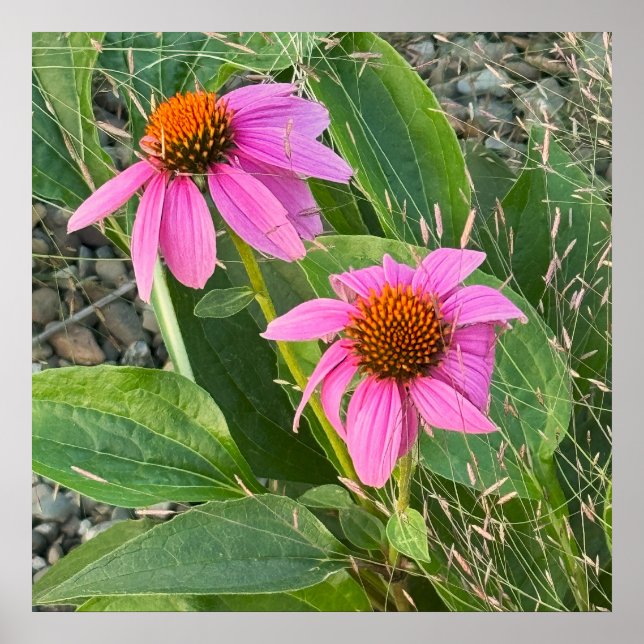 Poster de Foto do Coneflower Roxo (Frente)