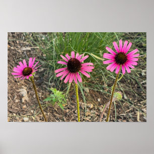 Poster de Foto do Coneflower Roxo