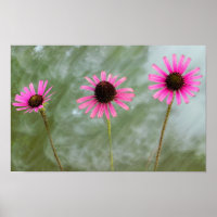 Poster de Foto do Coneflower Roxo