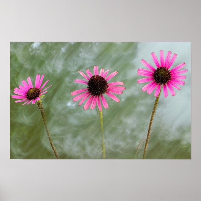 Poster de Foto do Coneflower Roxo (Frente)