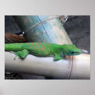Poster de Foto do Gecko no dia gigante de Madagasc