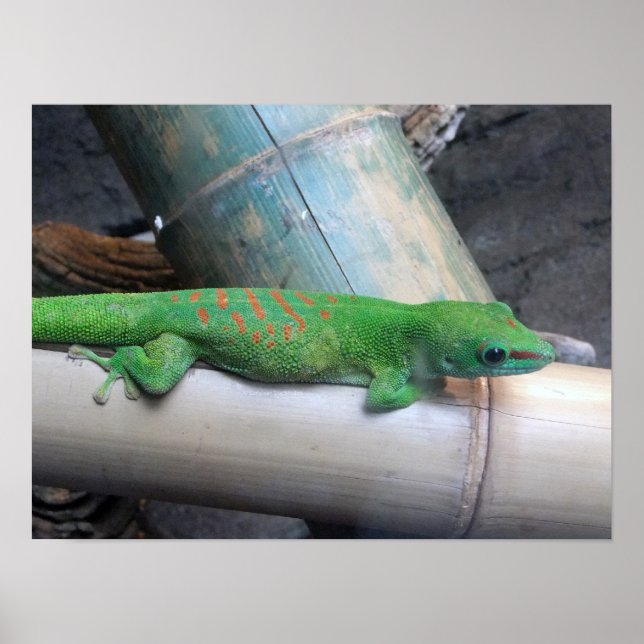 Poster de Foto do Gecko no dia gigante de Madagasc (Frente)