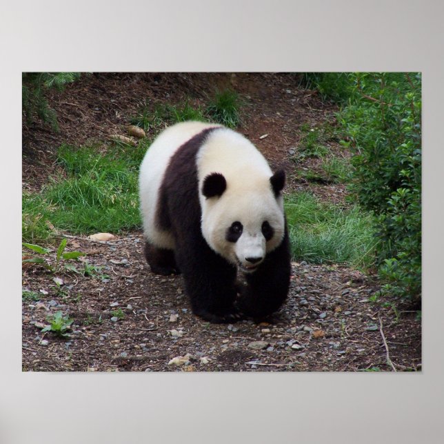 Poster de Foto do Giant Panda (Frente)