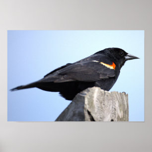Pôster de Foto do Sabiá-de-asa-vermelha