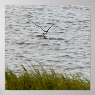 Poster de Foto do Skimmer Bird