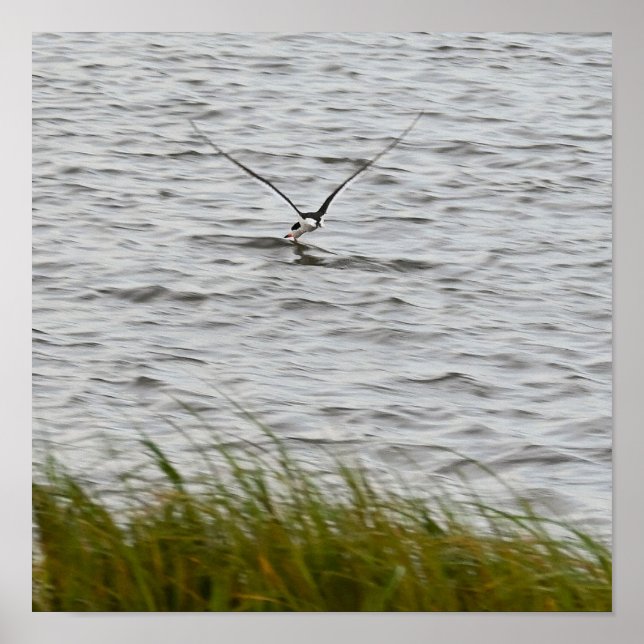 Poster de Foto do Skimmer Bird (Frente)