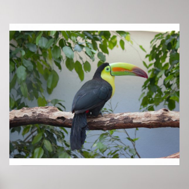 Poster de Foto do Toucan (Frente)