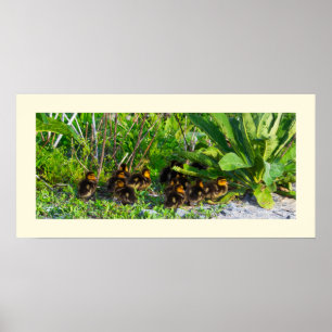 Poster de Foto Ducklings