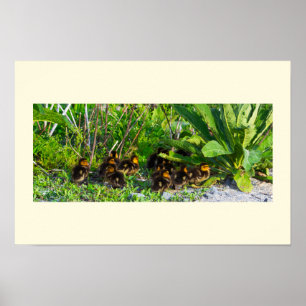 Poster de Foto Ducklings