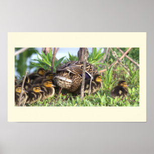 Poster de Foto Ducklings