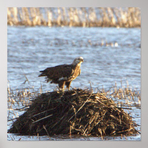 Poster de Foto Eagles
