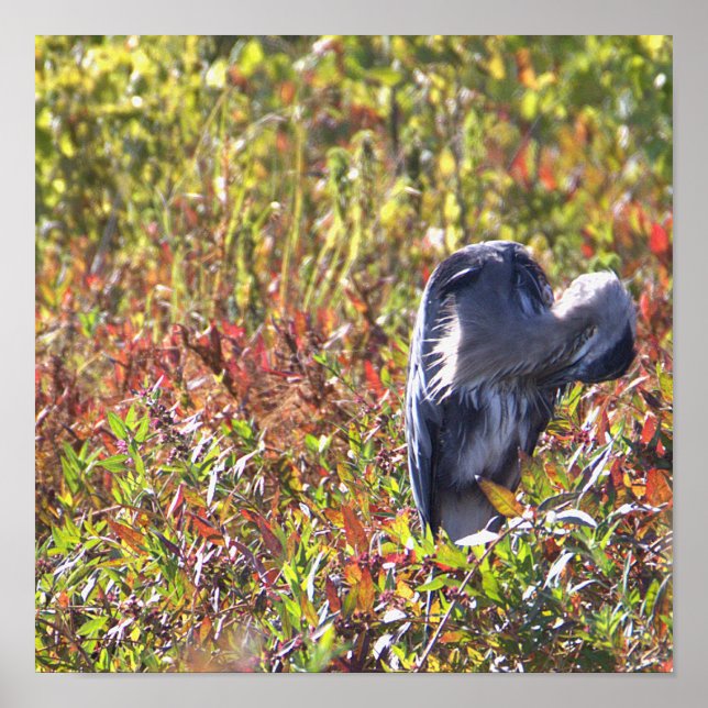 Poster de Foto Heron Azul do excelente (Frente)