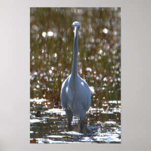 Poster de Foto Heron Azul do excelente