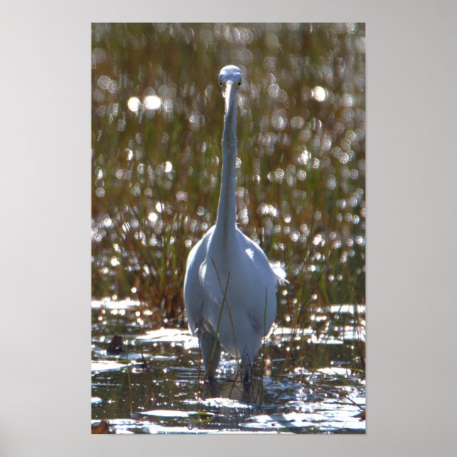 Poster de Foto Heron Azul do excelente (Frente)