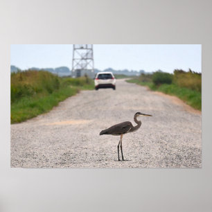 Poster de Foto Heron Azul do excelente