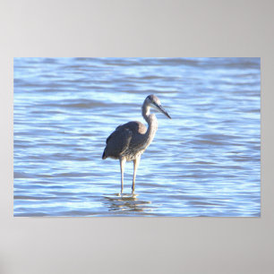 Poster de Foto Heron Azul do excelente