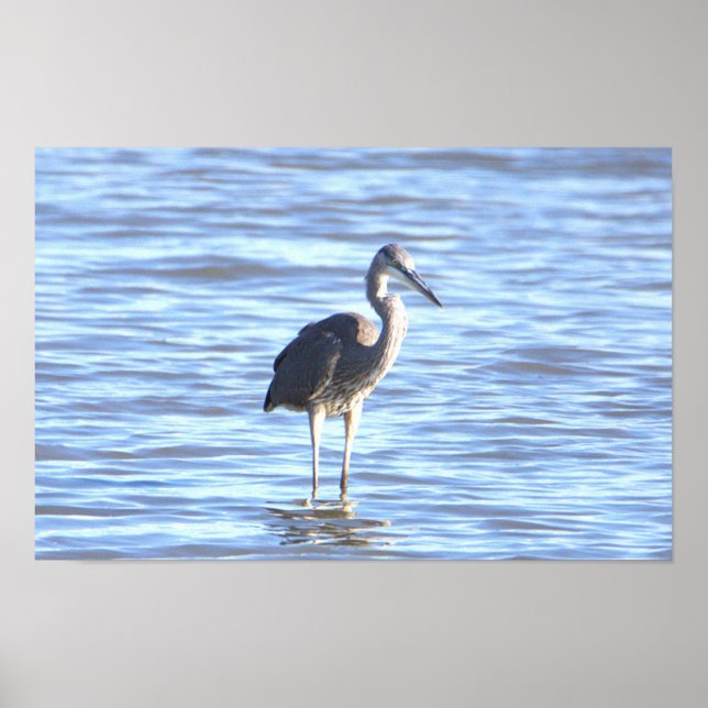 Poster de Foto Heron Azul do excelente (Frente)