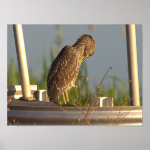 Poster de Foto Juvenile Night Heron