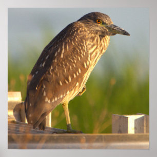 Poster de Foto Juvenile Night Heron