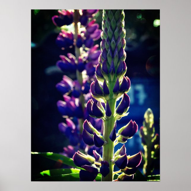 Poster de Foto Lupina (Frente)