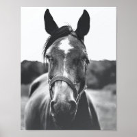 Poster de Foto Retrato de Cavalo Negro e Branco