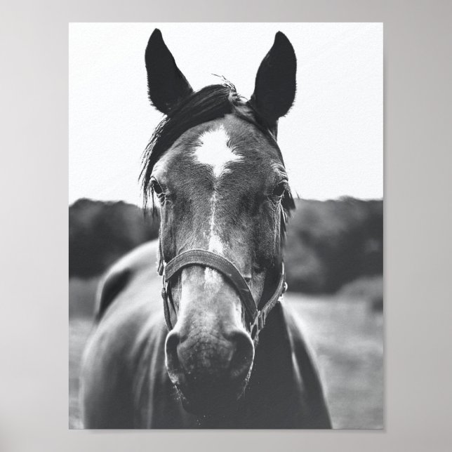 Poster de Foto Retrato de Cavalo Negro e Branco (Frente)