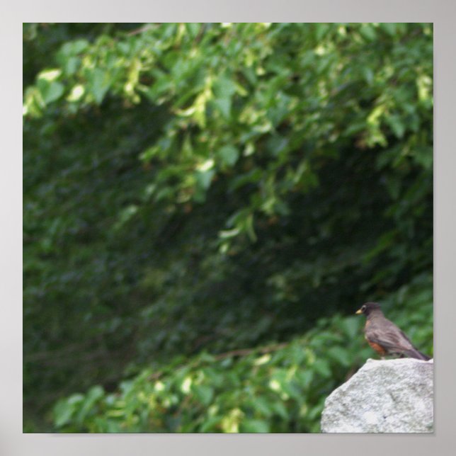 Poster de Foto Robin Bird (Frente)