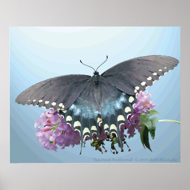 Poster de Foto Swallowtail Spicebush (Frente)