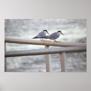 Poster de Foto Terns
