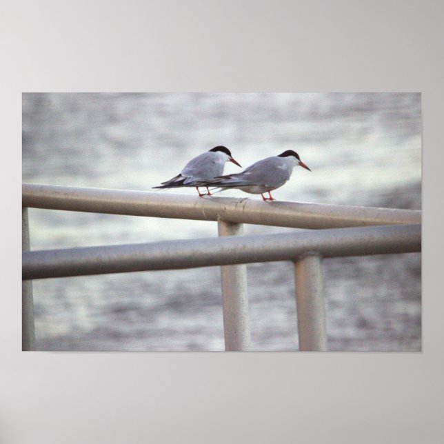 Poster de Foto Terns (Frente)