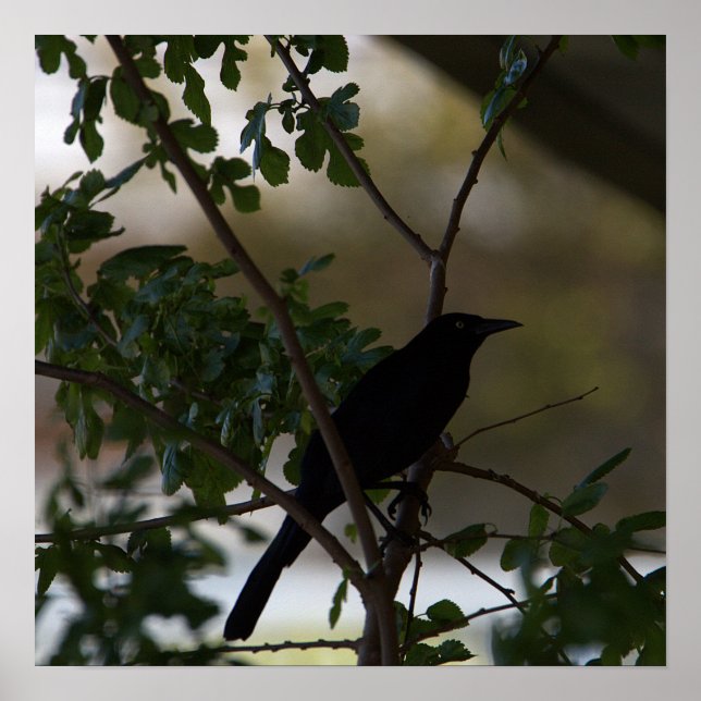 Poster de Fotografia Blackbird (Frente)