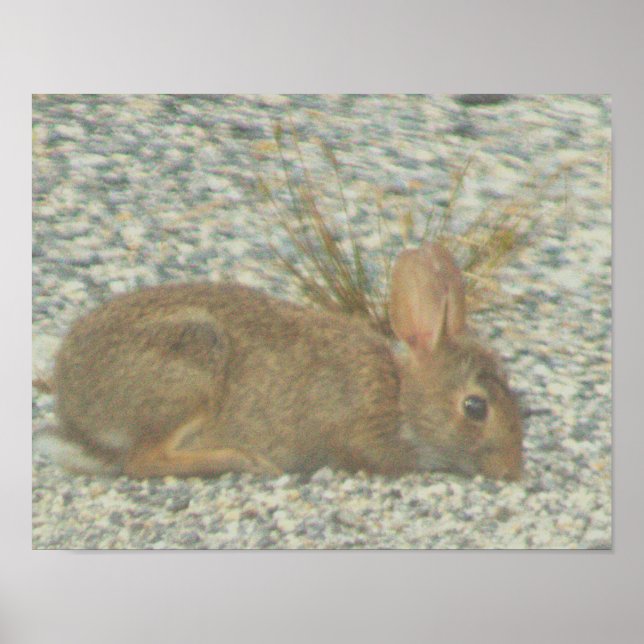 Poster de Fotografia Bunny (Frente)