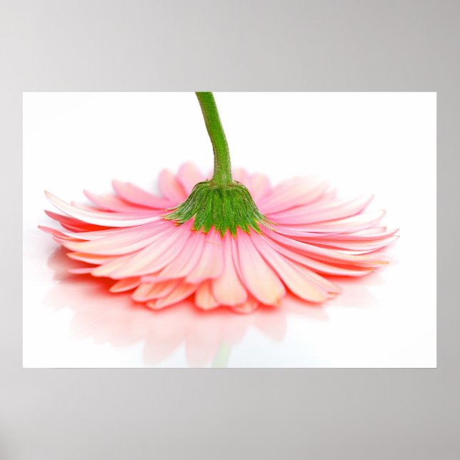 Poster de Fotografia da Flor Rosa Gerbera Daisy (Frente)