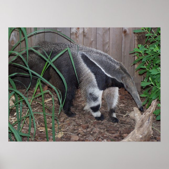 Poster de Fotografia de Anteater Gigante (Frente)