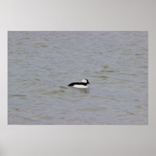 Poster de Fotografia de Bufflehead Duck