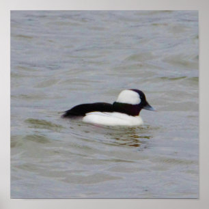 Poster de Fotografia de Bufflehead Duck