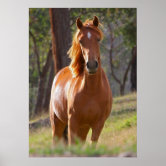 Poster de retrato de cavalo em desenho de lápis de