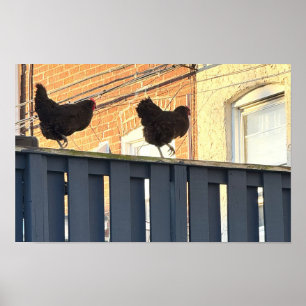 Poster de Fotografia de Chicken Walk