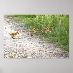 Poster de Fotografia de Goslings
