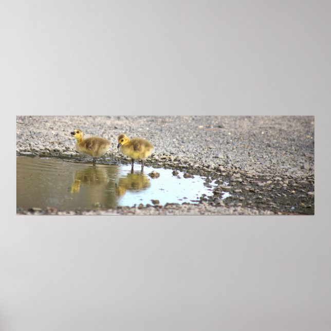 Poster de Fotografia de Goslings (Frente)