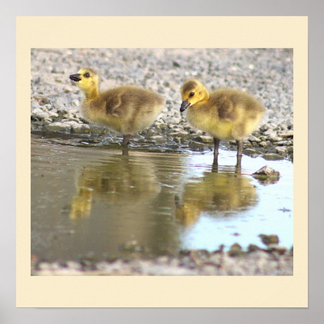 Poster de Fotografia de Goslings (Frente)
