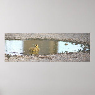 Poster de Fotografia de Goslings