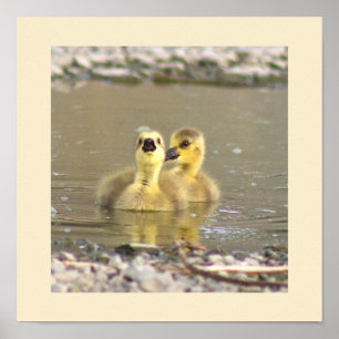 Poster de Fotografia de Goslings