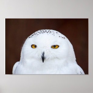 POSTER DE FOTOGRAFIA DE NEVE OWL